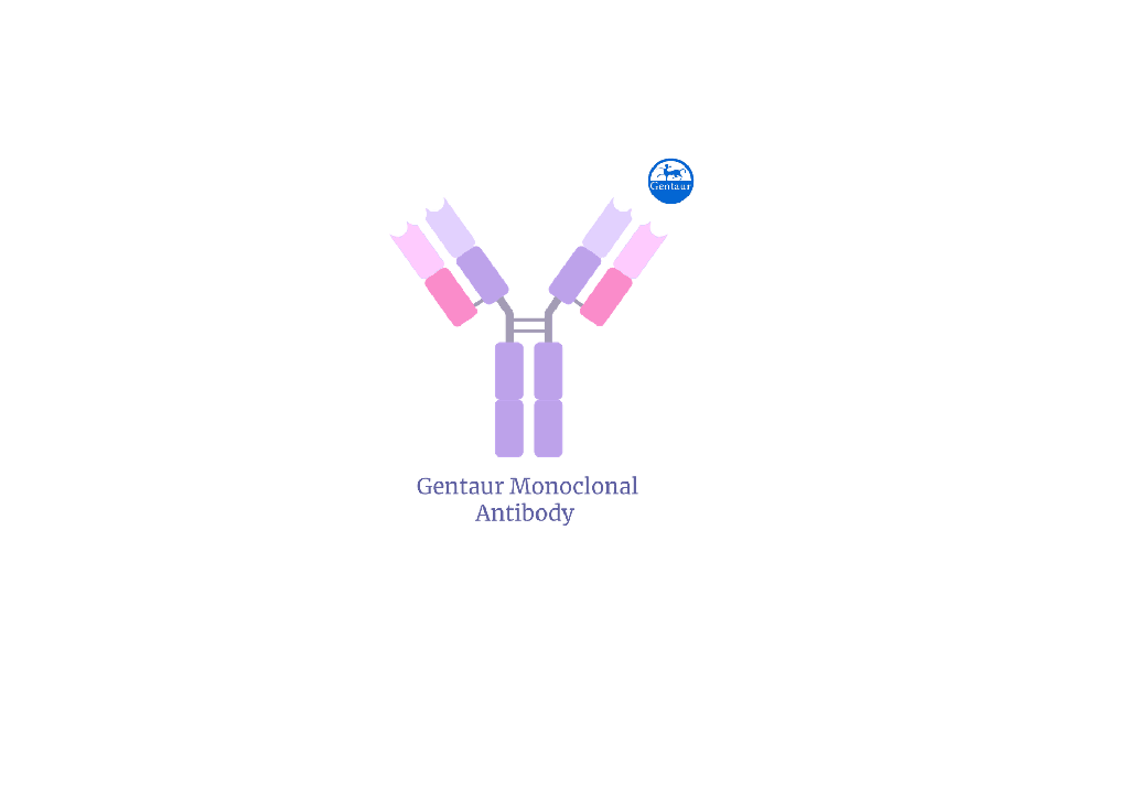 Anti Phosphorylated a-Synuclein, Monoclonal Antibody (pSyn#64)
